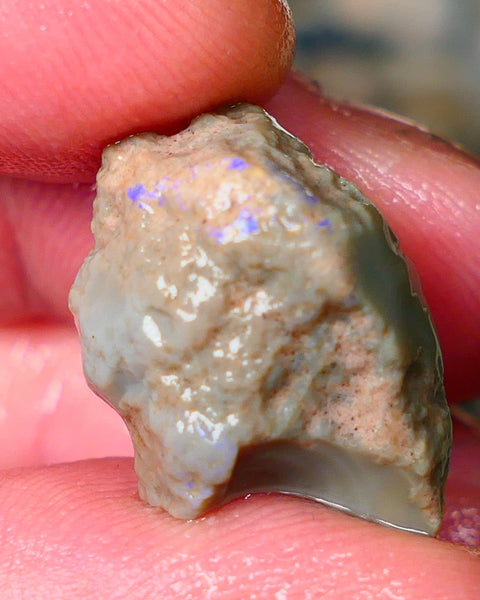 Lightning Ridge Rough knobby opal 17.00cts Dark base showing blue fires through the skin sold as gamble 21x15x10mm Auction61