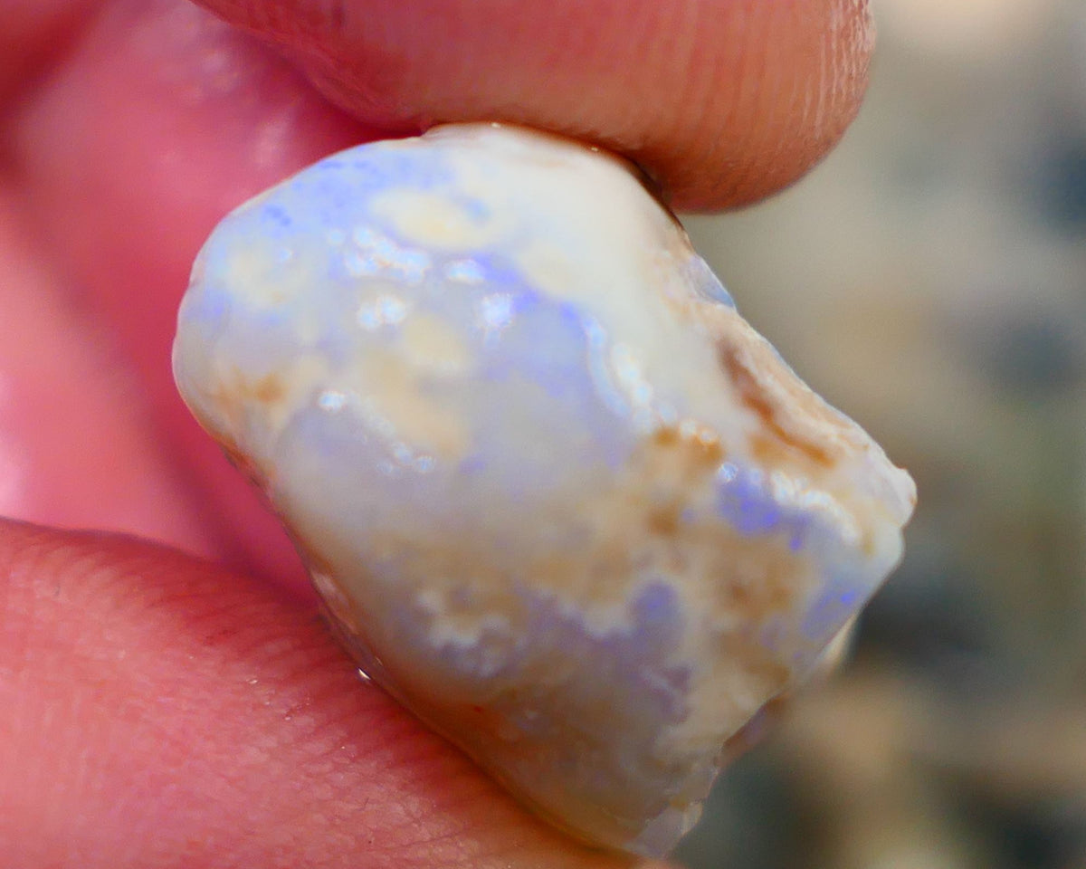 Lightning Ridge Rough Opal 26.00cts Light Base Gamble Knobby formation Light blue fires 25x16x11mm Auction104