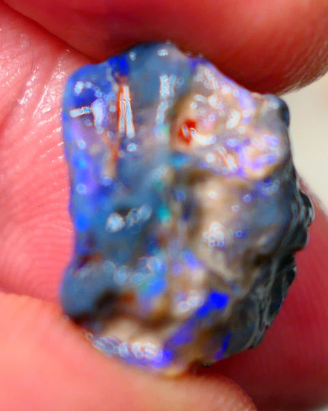 Lightning Ridge Rough Black Knobby opal fresh from the wash 9.00cts Showing Bright & Vibrant Blue fires 17x10x8mm Auction128